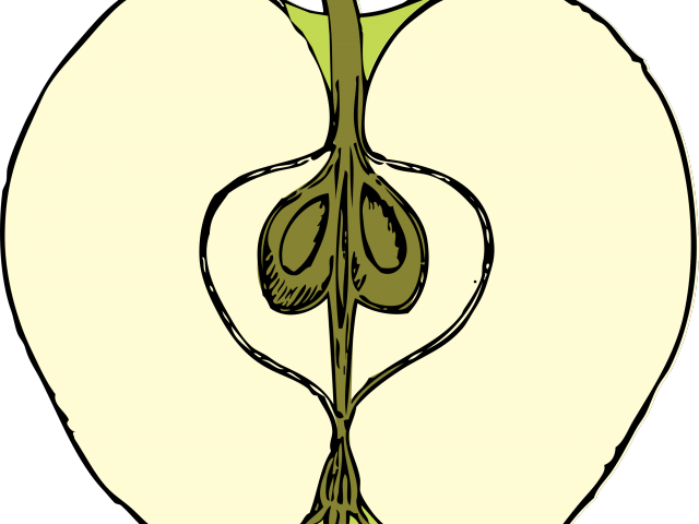 Tree Clipart Cross Section - Apple Cross Section Drawing - Png Download (640x480), Png Download