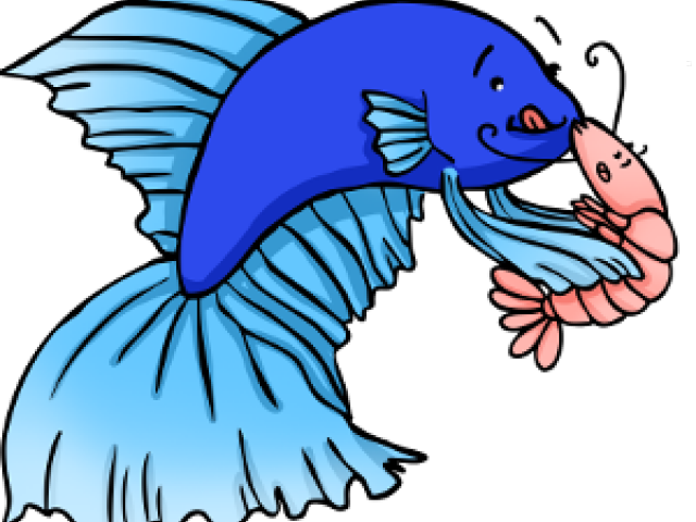 Betta Fish Eating Shrimp Clipart (640x480), Png Download