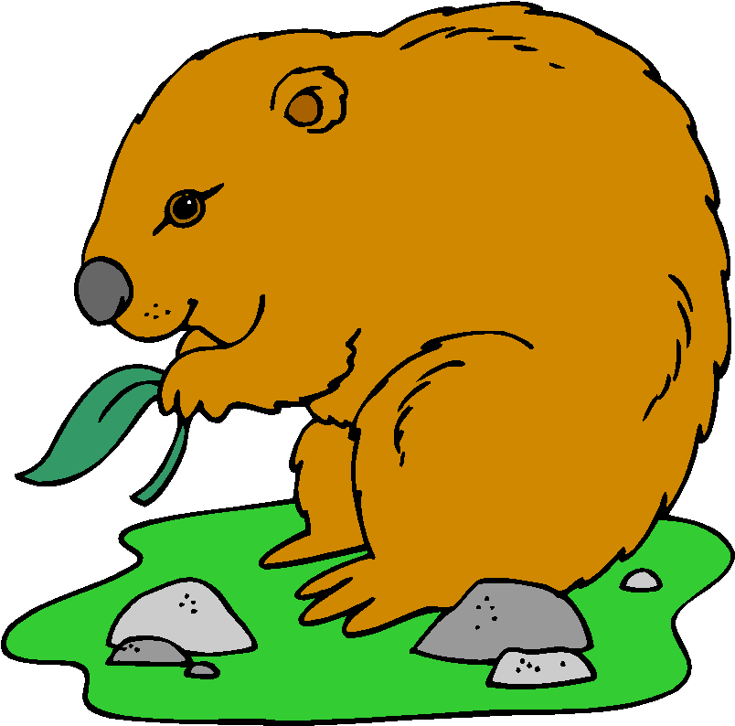 Wombat Eating Clipart - Png Download (832x800), Png Download