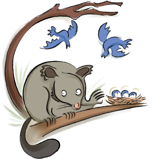 Opossum Clipart Australian Possum - Cat - Png Download (567x567), Png Download