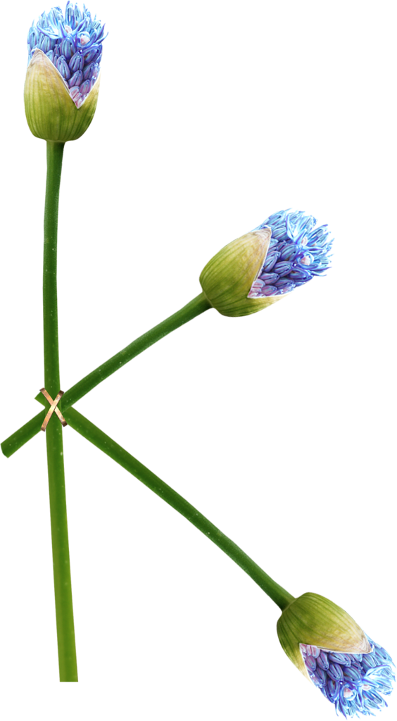 Ch - B *✿* - Tulip Clipart (564x1024), Png Download