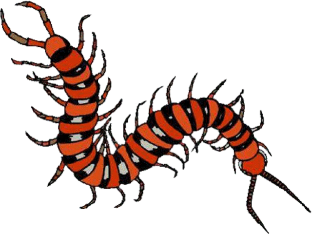 Millipede Clipart Tennessee - Amazon Rainforest Insect Clipart - Png Download (640x480), Png Download