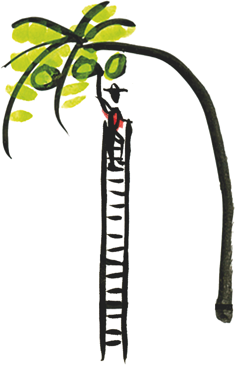 Coconut Clipart Branch - Invo Coconut Water, Pure - 16 Fl Oz - Png Download (553x758), Png Download