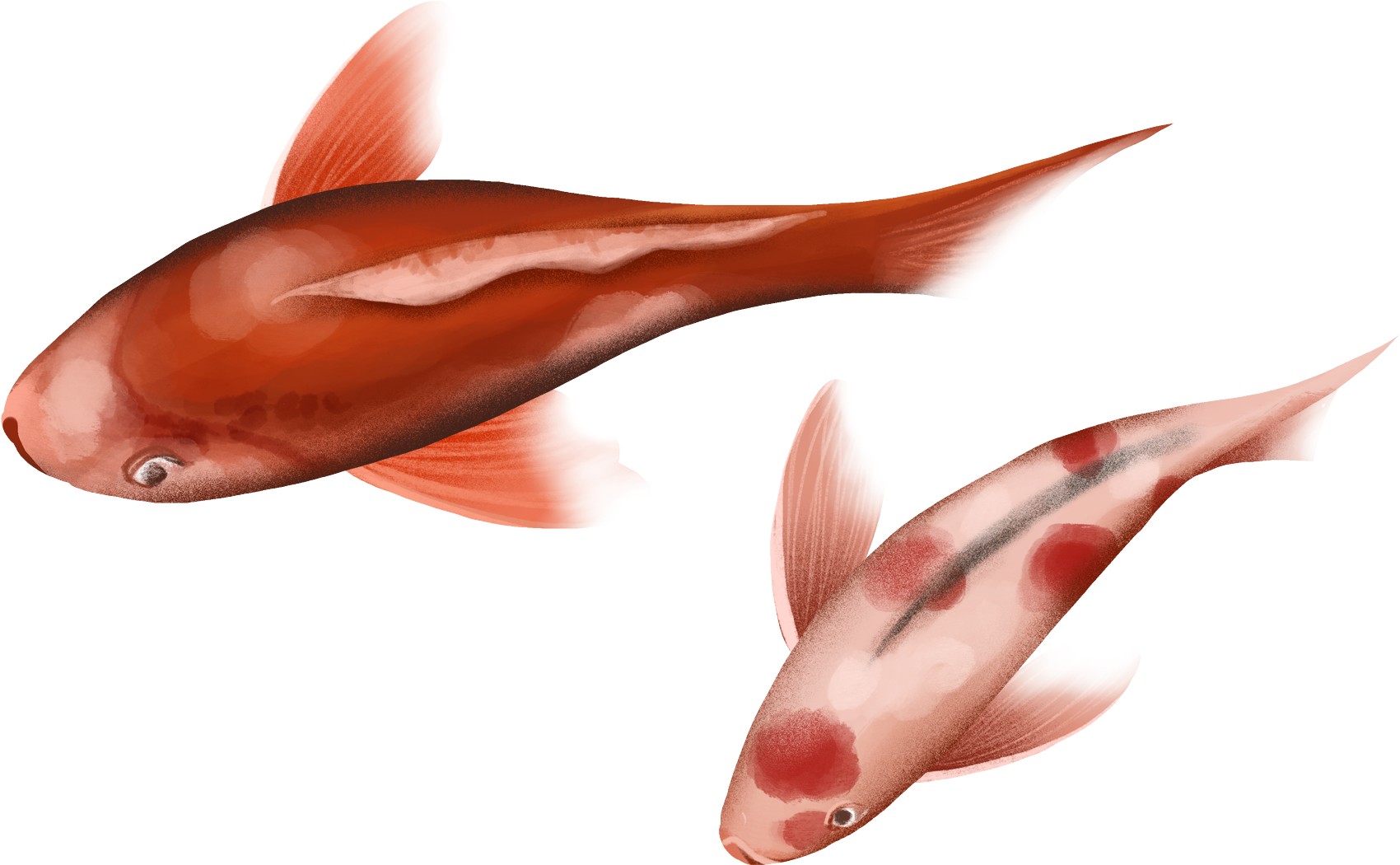 Festive Chinese Style Transport Koi Illustration Png - Coral Reef Fish Clipart (2000x2000), Png Download