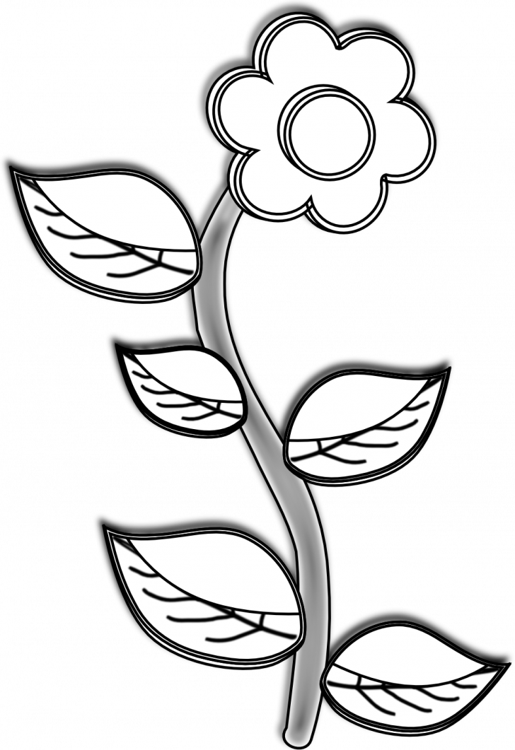 Medium Size Of Line Drawing Animals Clipart Camera - Plant In Black And White - Png Download (728x1061), Png Download