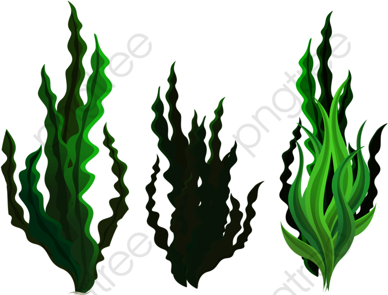 Three Small Seaweed - Plantas Marinas Png Clipart (800x601), Png Download