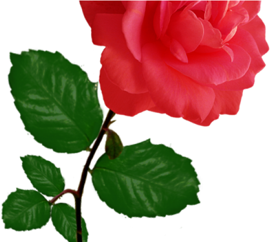 Red Rose Clipart Row - Transparent Single Rose Png (640x480), Png Download