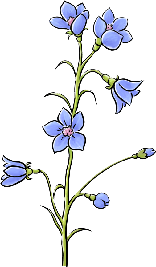 Great Und Noch Ein Tipp Flache Blumen Wie Veilchen - Blüten Clipart Transparent - Png Download (534x899), Png Download