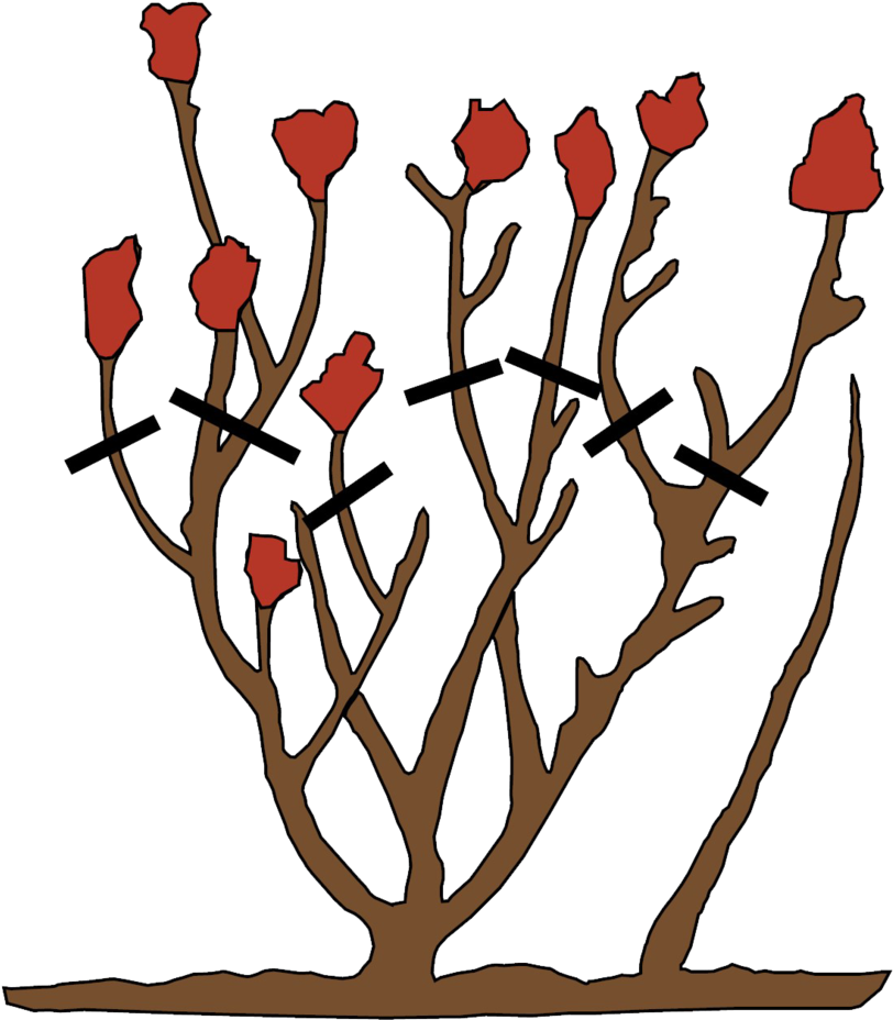 Fall Flower Png Clipart (812x928), Png Download