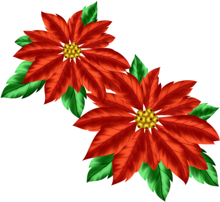 Informations Complémentaires - Transparent Poinsettia Clipart - Png Download (794x699), Png Download
