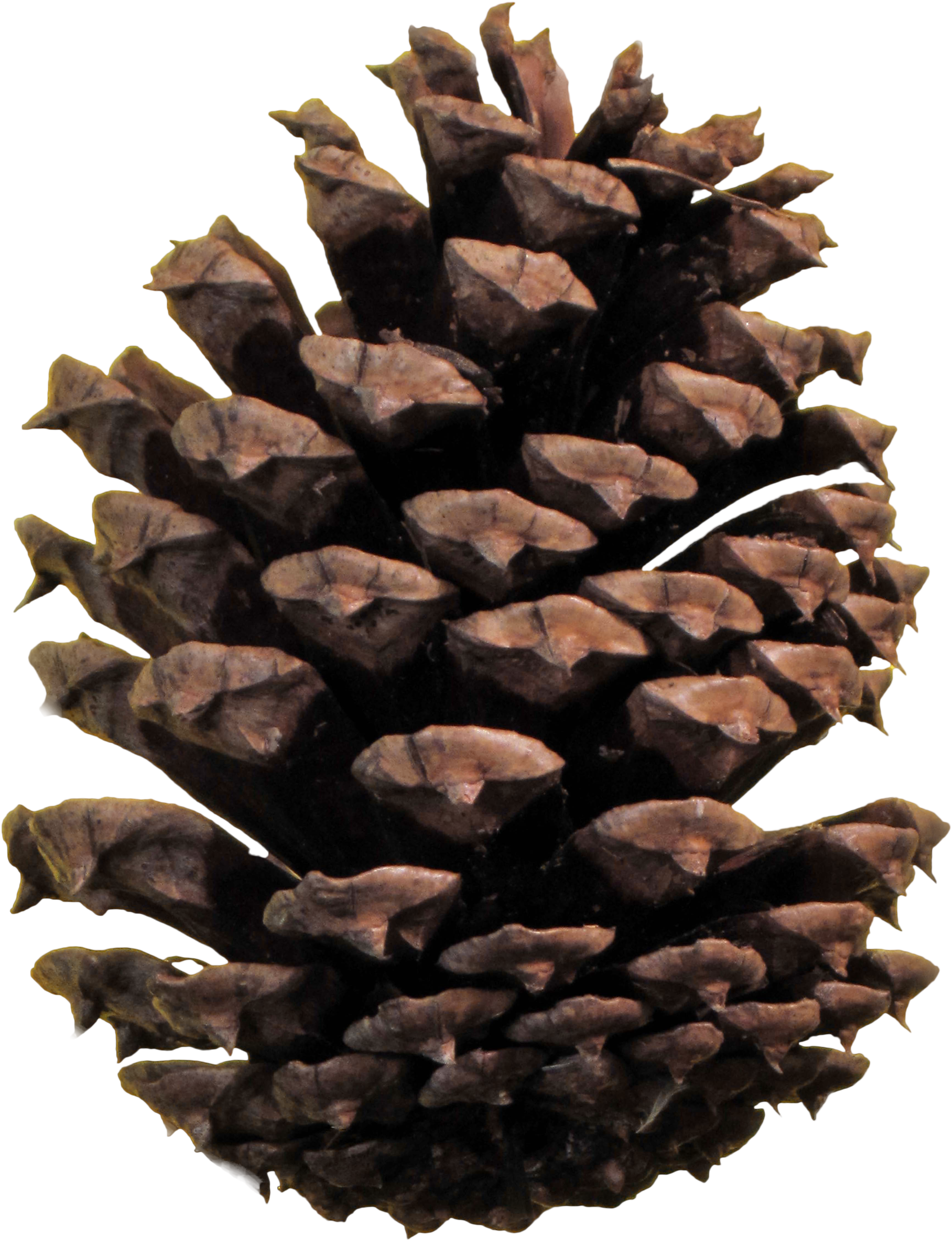 Christmas Pine Cone Png - Conifer Cone Png Clipart (4998x6663), Png Download