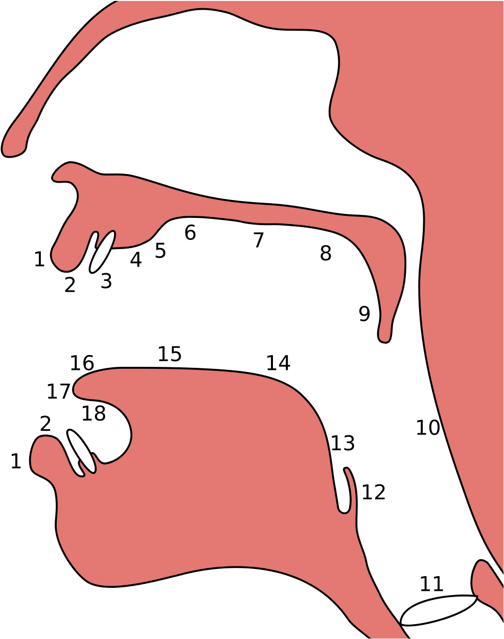 Colophon Colophon 33 - Place Of Articulation Clipart (819x1024), Png Download