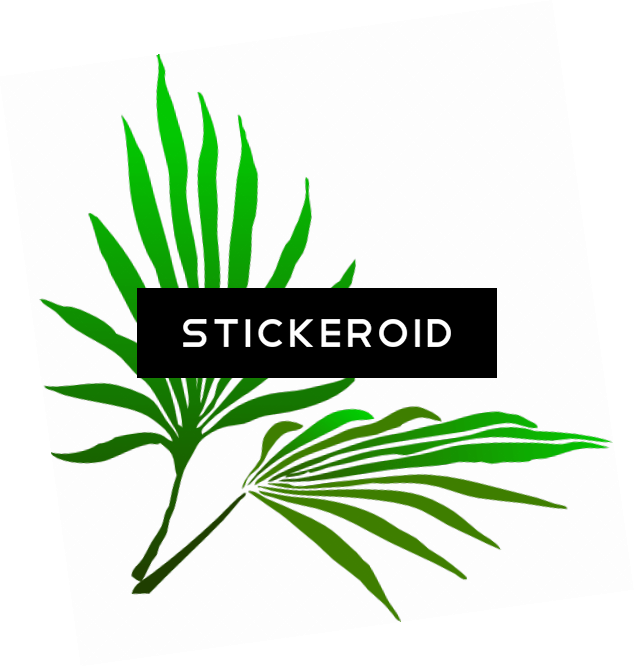 Sukkot Palm Branch - Palm Frond Clip Art - Png Download (634x666), Png Download