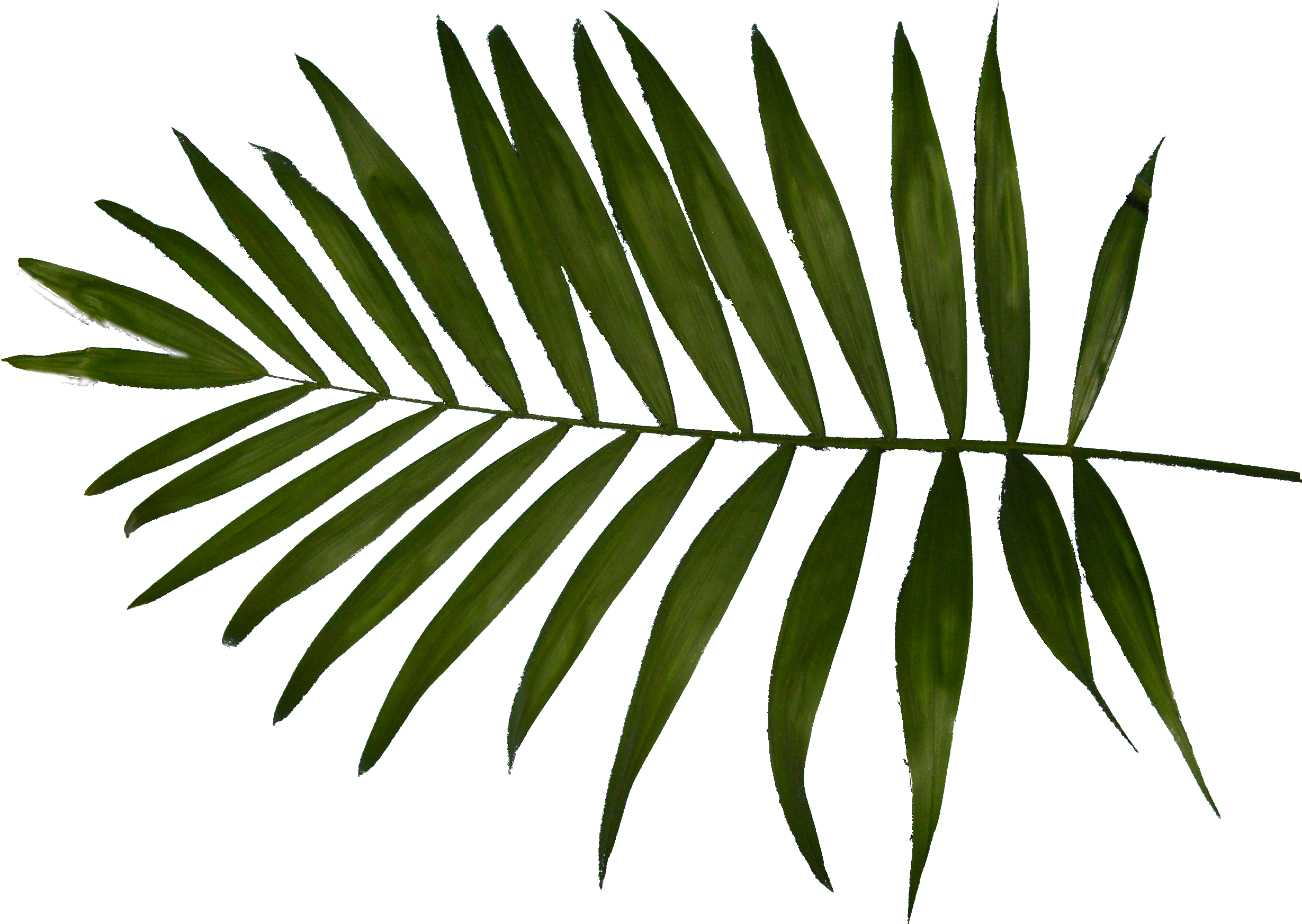 Go To Image - Charlotte Thomas Fern Housewife Pillowcases Clipart (2516x1784), Png Download