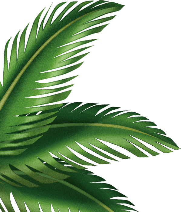 Download Leaf Arecaceae Clip Art Transprent Png Free Palm Leaves Art