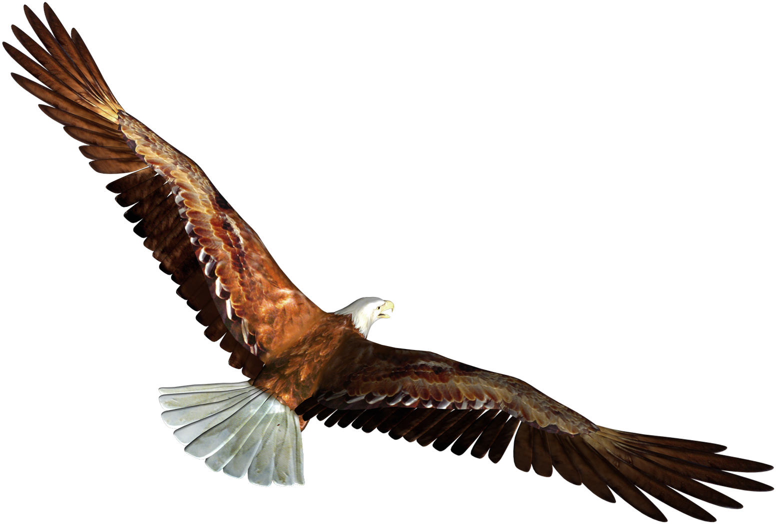Png Library Library Eagle In Flight Transparent Png - Eagle Flying