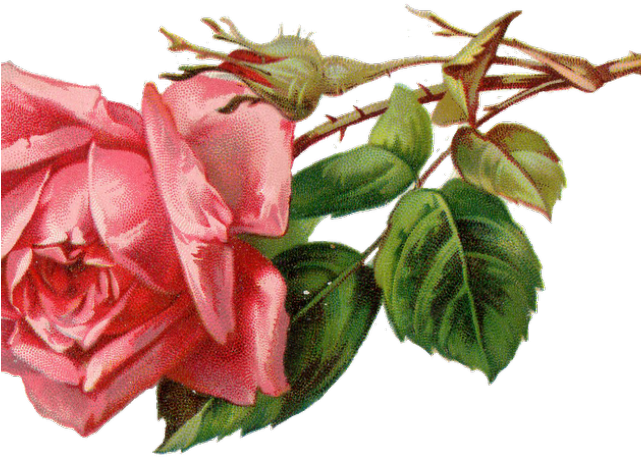 Free Rose Clipart - Vintage Rose Clipart - Png Download (640x480), Png Download
