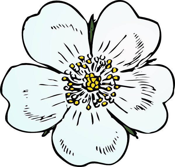 How To Set Use White Rose Icon Png - Apple Blossom Clip Art Transparent Png (600x570), Png Download