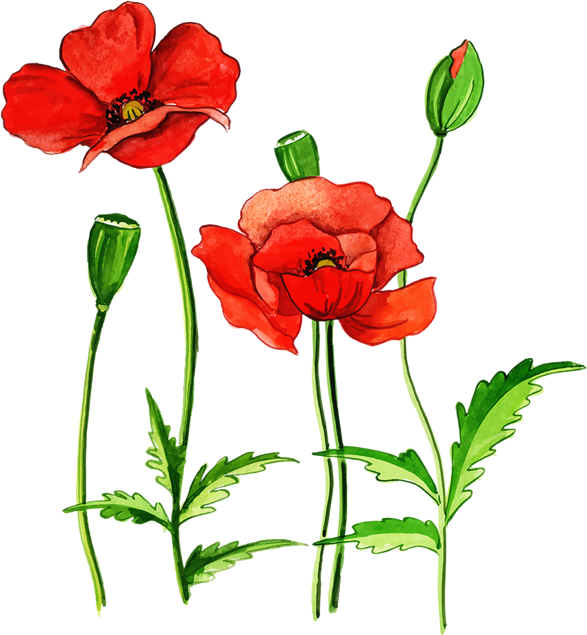 Free Png Floral Bouquets - Poppy Clipart (1000x1000), Png Download