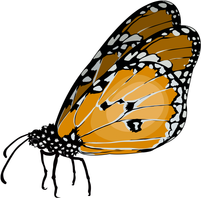 Download Transparent Png - Monarch Butterfly Clipart (670x662), Png Download