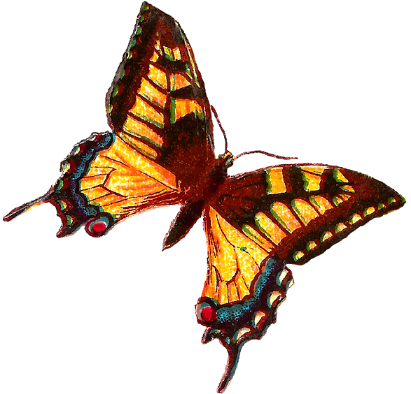 Yellow Butterfly Clip Art Victorian - Skipper Butterfly Clipart - Png Download (620x599), Png Download