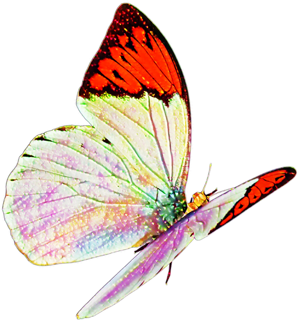Butterfly Real Nature Flying Sticker Mislen Png Flying - Large Copper Clipart (984x1060), Png Download