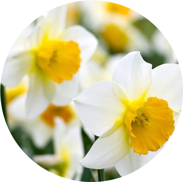 Daffodil Png - December - Narcissus - Daffodil - Daffodil Clipart (630x629), Png Download