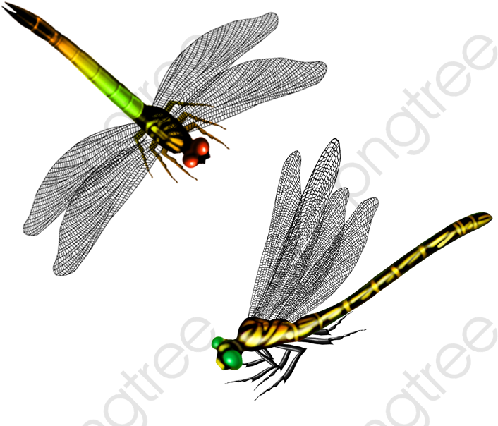 Dragonfly - 卡通 蜻蜓 Clipart (764x630), Png Download