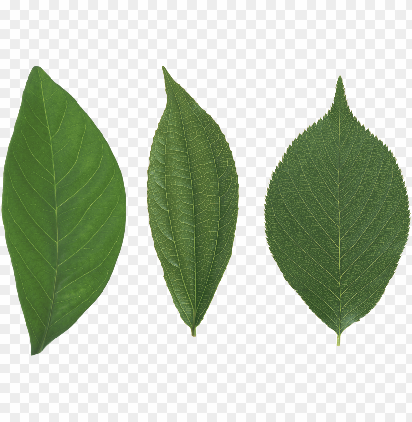 Free Png Download Green Leaves Png Images Background - Swamp Birch Clipart (840x859), Png Download