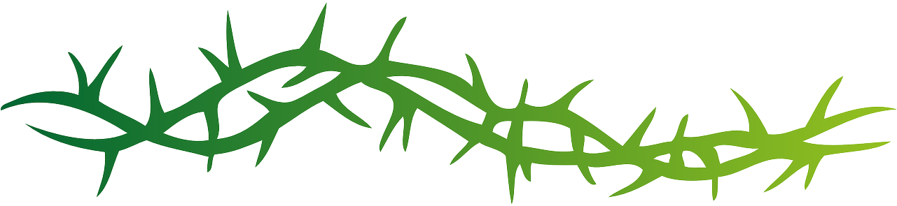 Thorns Pointed Spine Arbor Png Image - Thorns Clip Art Transparent Png (1281x295), Png Download