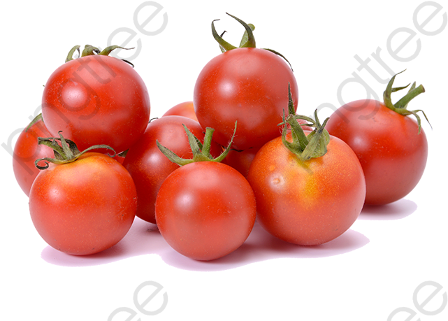 Cherry Tomato Clipart - Cherry Tomatoes Png Transparent Png (800x533), Png Download