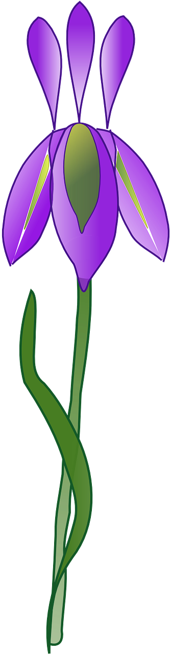 Irises Clipart (335x1281), Png Download