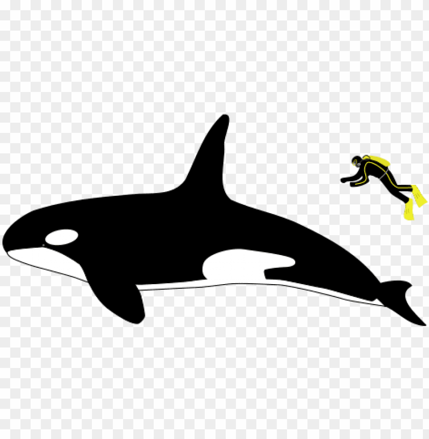 Free Png Killer Whale Size Compared To Human Png Image - Orca Great White Size Comparison Clipart (840x859), Png Download