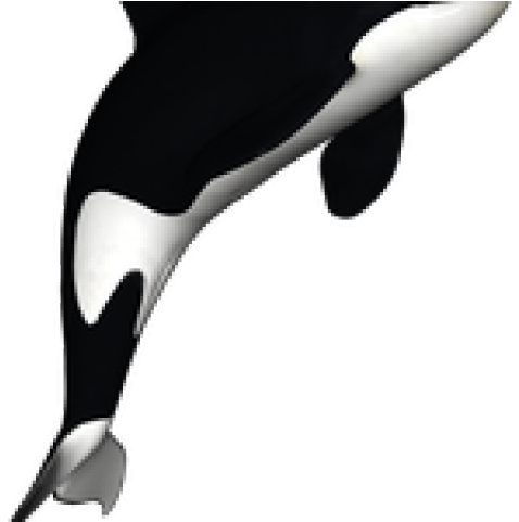 Killer Whale Png Transparent Images - Killer Whale White Background Clipart (640x480), Png Download