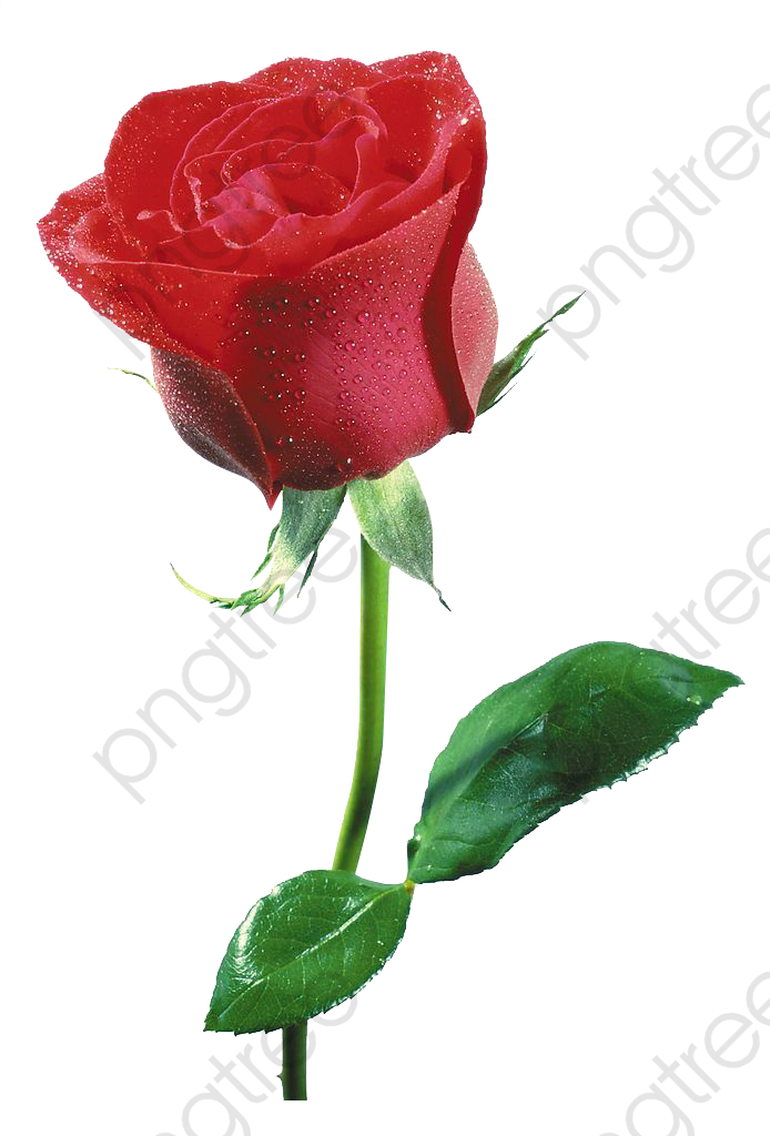 Free Flowers Clipart Commercial Use - Flor Imagenes De Rosas - Png Download (694x1024), Png Download