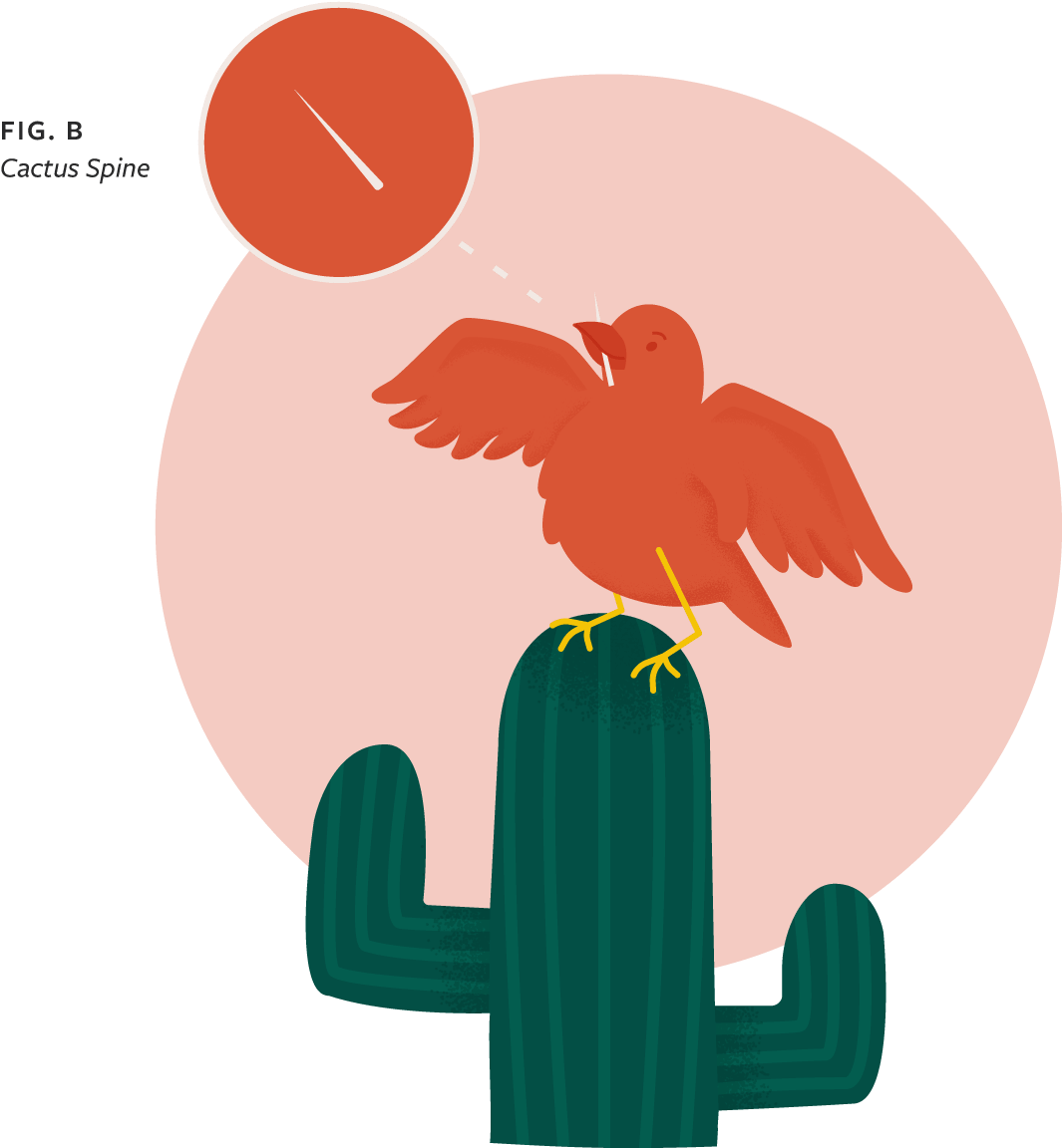 Cactus Png Tumblr - Illustration Clipart (1065x1152), Png Download