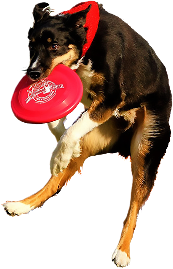 Dog Dancing Png - Dog Catches Something Clipart (570x892), Png Download