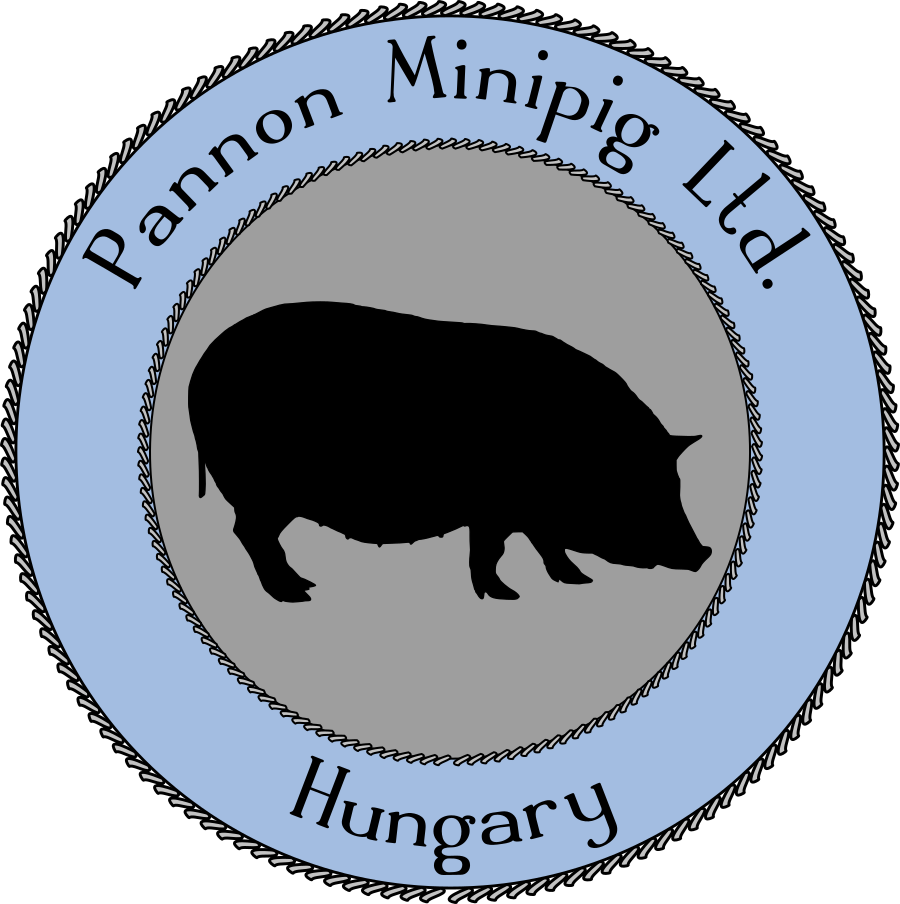 Necklace Clipart (900x904), Png Download