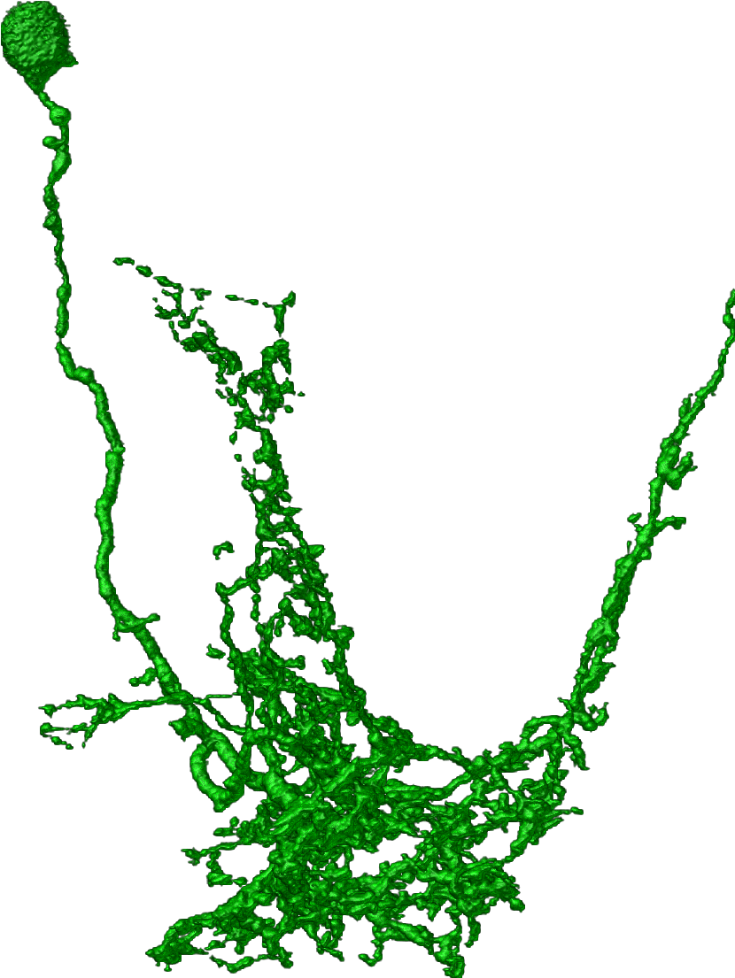 Illustration Clipart (899x1174), Png Download