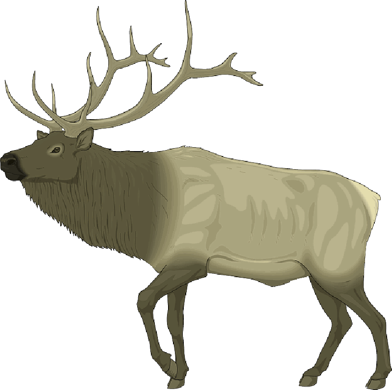 Elk Clip Art Free , Png Download - Elk Clip Art Transparent Png (800x795), Png Download