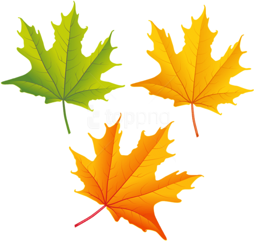 Fall Leaves Clipart High Resolution - Transparent Fall Leaves Clip Art - Png Download (850x805), Png Download