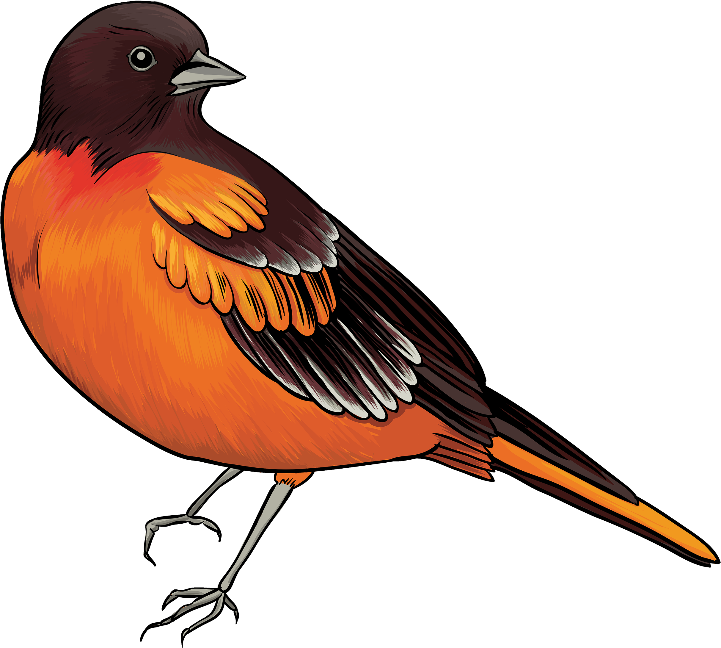 Black And Orange Bird Png Clipart - Bird Clipart Transparent Png (2500x2241), Png Download