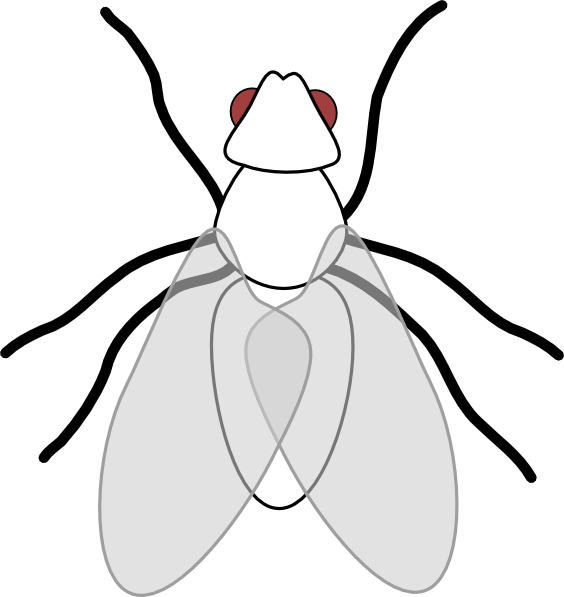 Fly Insect Clipart - Png Download (564x597), Png Download