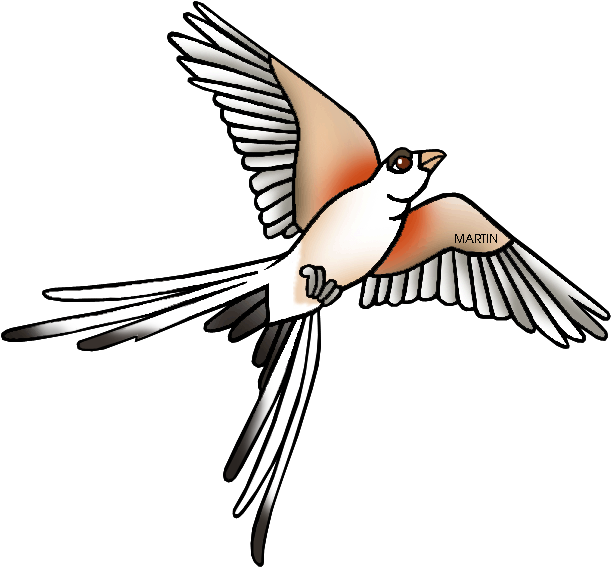 Bird Clipart Tail - Scissor Tailed Flycatcher Clipart - Png Download (648x594), Png Download