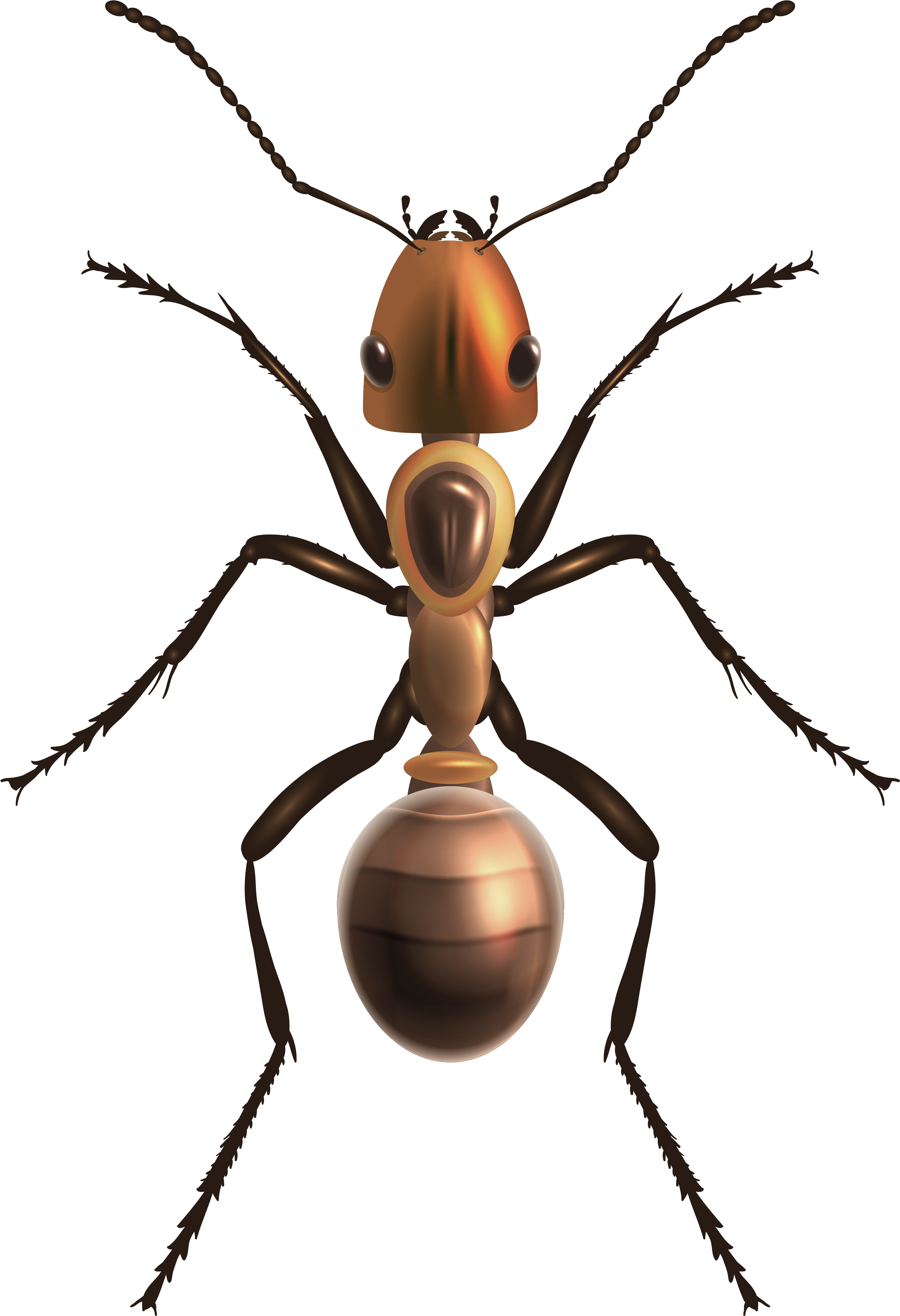 Ant Png Clip Art - Royalty Free Black Widow Spider Transparent Png (3415x4995), Png Download