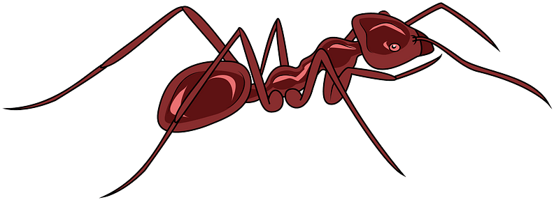 Meat Ant Clipart - Carpenter Ant - Png Download (800x520), Png Download
