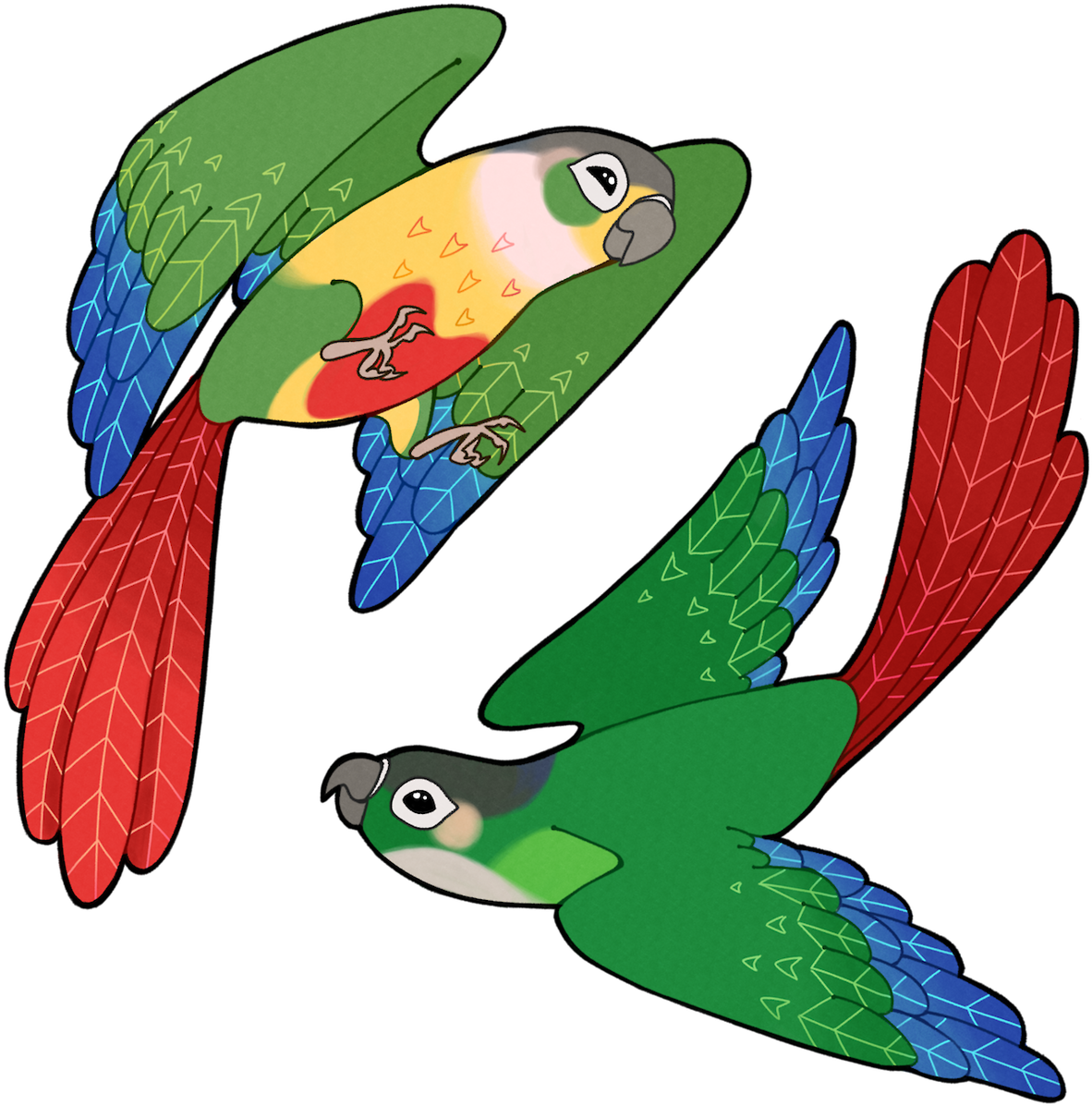 Tropical Fish Clip Art - Green Cheek Conure Clipart - Png Download (1182x1197), Png Download