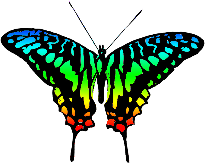 Butterfly Clipart Symmetrical - Multi Color Butterfly Png Transparent Png (680x541), Png Download