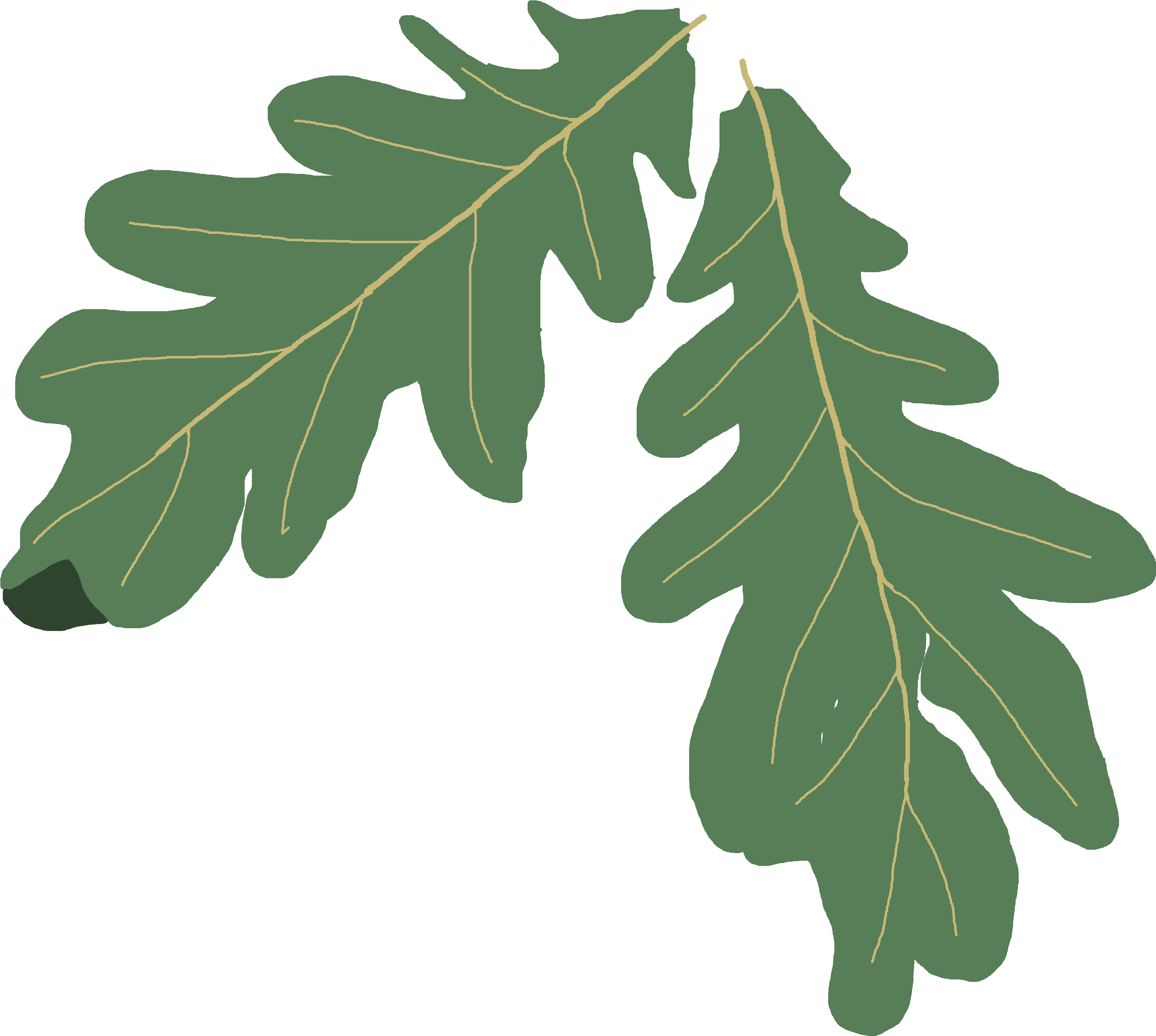 Oak Tree Clip Art Png - Green Oak Leaf Vector Png Transparent Png