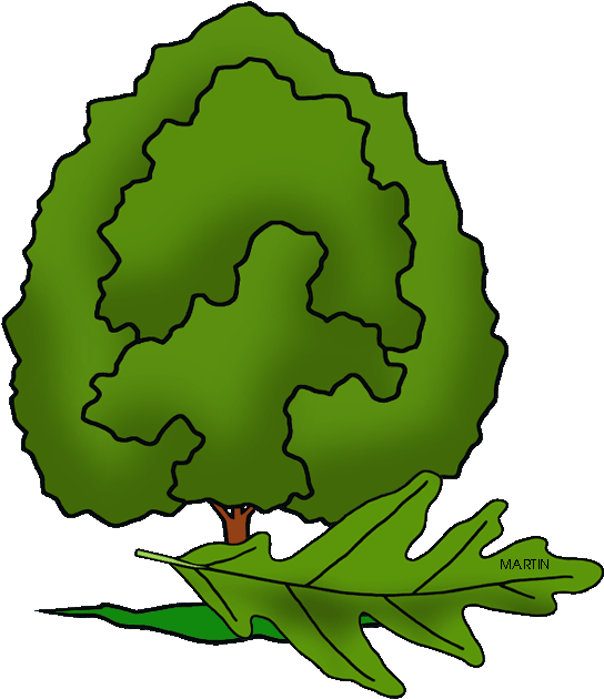 State Tree Of Maryland - Leaf Illinois State Tree Clipart (569x648), Png Download